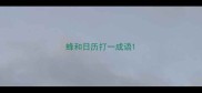 蜂和日历打一成语