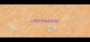 以狗字结尾的成语