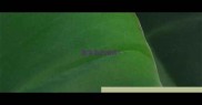 数字百的成语