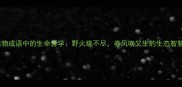 植物成语中的生命哲学野火烧不尽春风吹又生的生态智慧