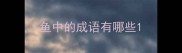 鱼中的成语有哪些