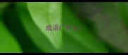成语广什么