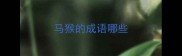 马猴的成语哪些
