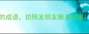 10个形容花多的成语拍照发朋友圈美到爆附用法和意境