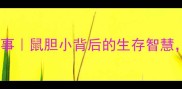 胆小如鼠的成语故事鼠胆小背后的生存智慧家长必看的寓意