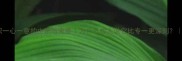 成语冷知识一心一意的由来与寓意为什么古人说它比专一更深刻附实用场景