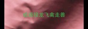 成语接龙飞禽走兽