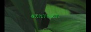 春天的形容成语