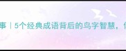 代鸟字成语故事5个经典成语背后的鸟字智慧你读懂几个