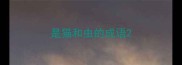 是猫和虫的成语
