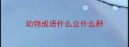 动物成语什么立什么群