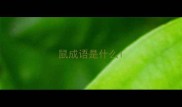 鼠成语是什么