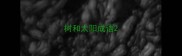 树和太阳成语