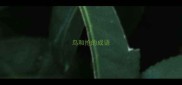 鸟和抢的成语